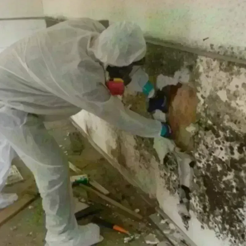 Mold Remediation and Removal in Donley County, TX